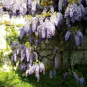 Bed & Breakfast Osmanthus Vicenza